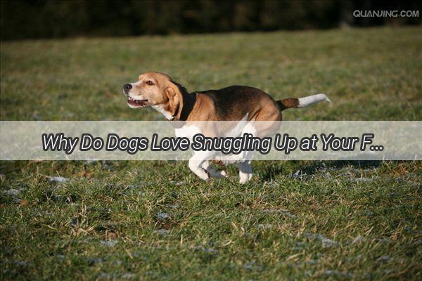 Why Do Dogs Love Snuggling Up at Your Feet A Heartwarming Insight